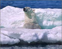 Polar Bear Research