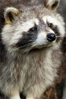 Raccoon