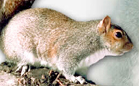 Grey squirrel 