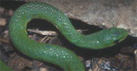 Green snake