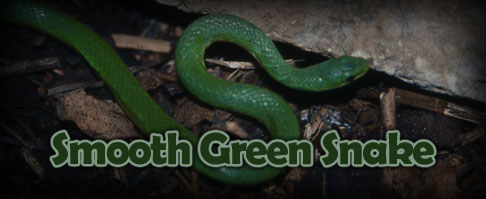 Green snake
