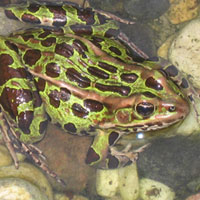 Northern Leopard Frog