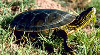 Painted turtle 