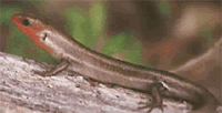 Five-lined skink