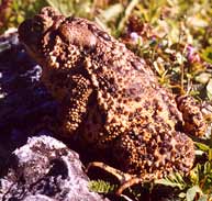Toad 