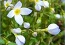 Bluets 130