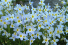 bluets 135