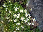 A grassy mound of bluets.