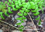 Ferns 