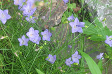 Harebells 