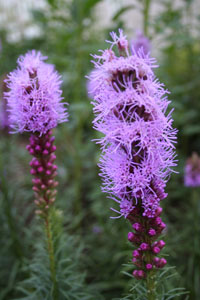 Liatris 