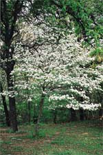 Dogwood+tree+berries+poisonous+to+dogs