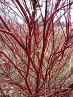 Dogwood+shrub+pictures