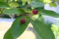 Serviceberry 