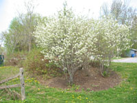 Serviceberry 