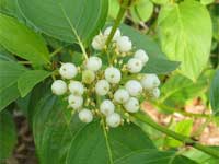 Red+osier+dogwood+berries+edible