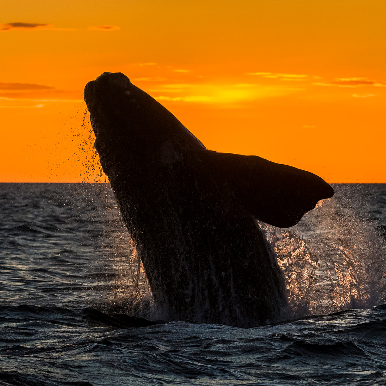 whale breach sunset