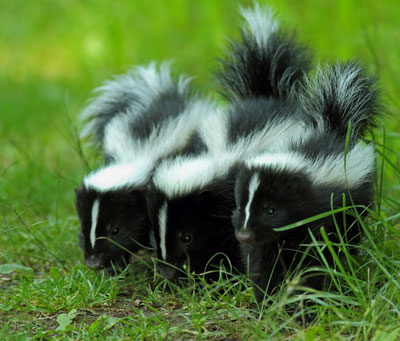 3 baby skunks