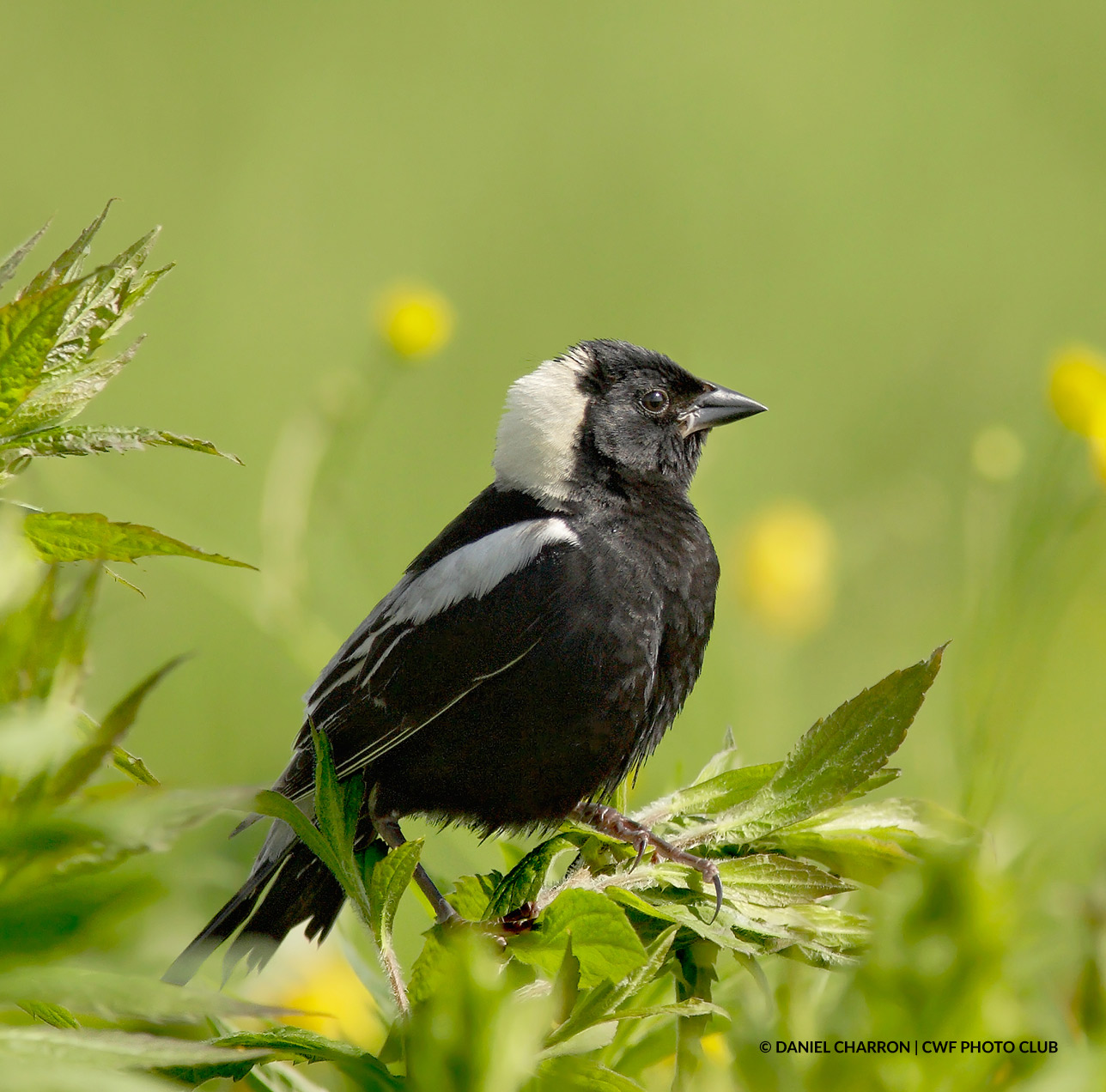 forest exploration trail