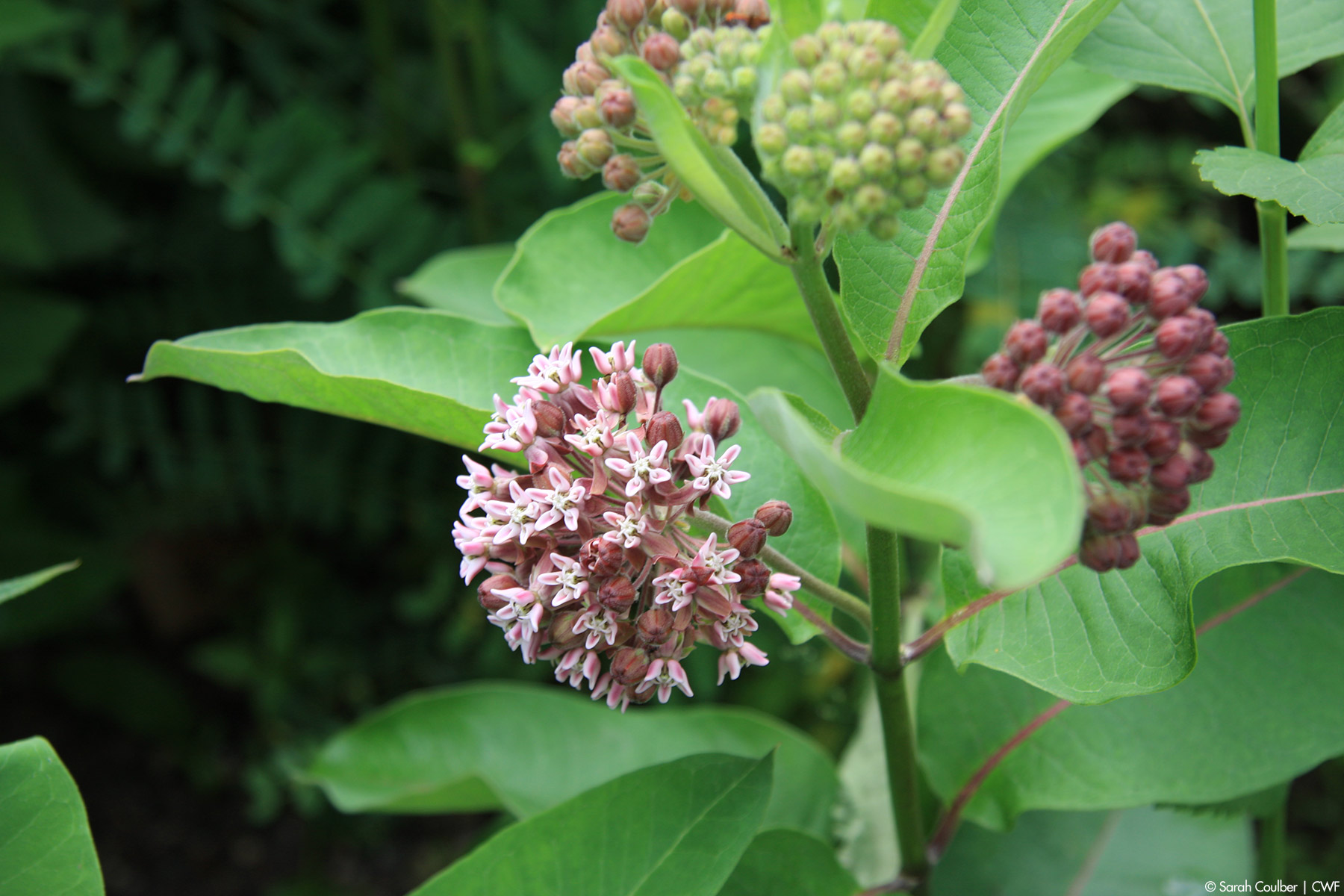 common milkweed