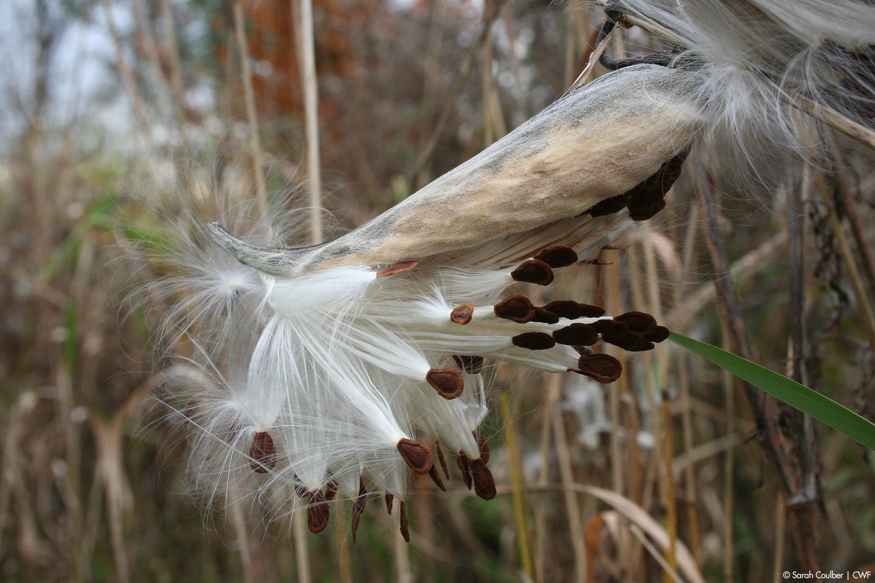 common milkweed