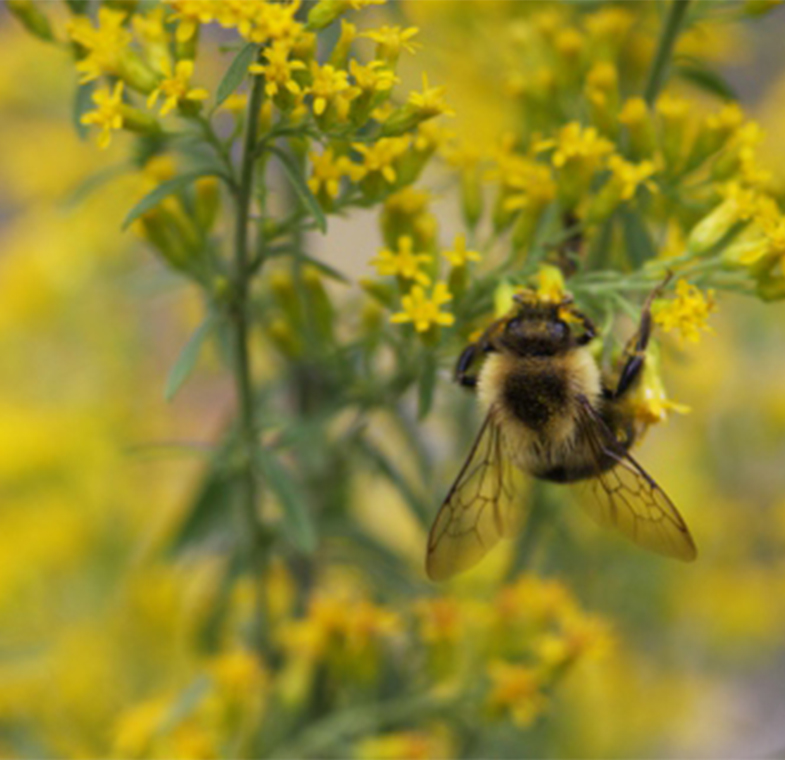 bee on yellow flowers