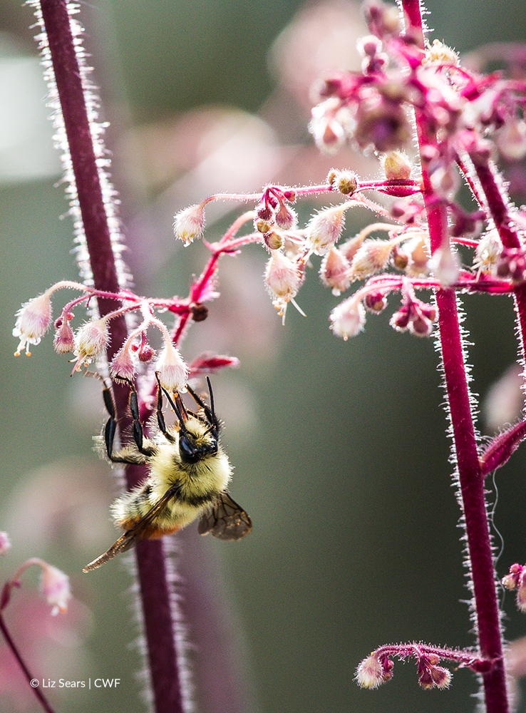 bee on pink flower