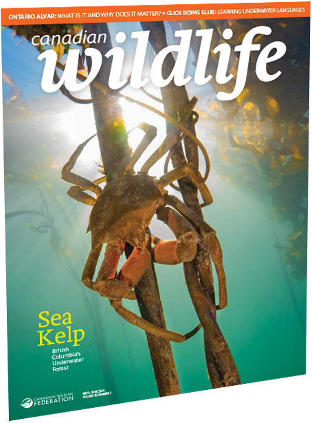 Canadian wildlife magazine cover