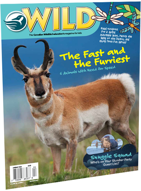 wild magazine cover