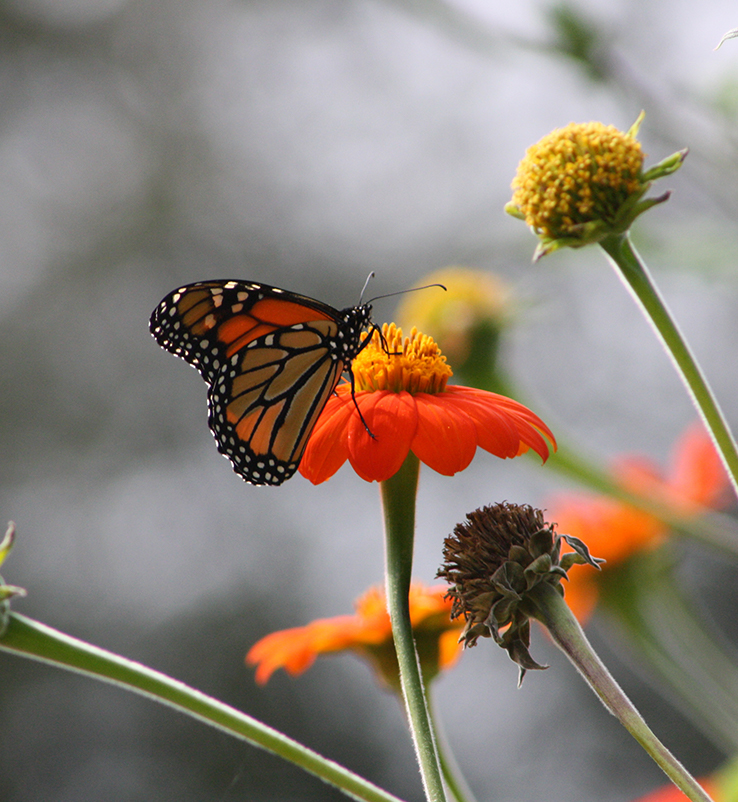 monarch butterfly on orange flower