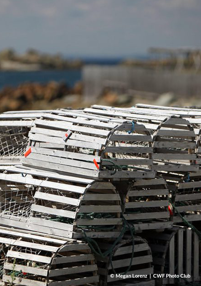 lobster traps