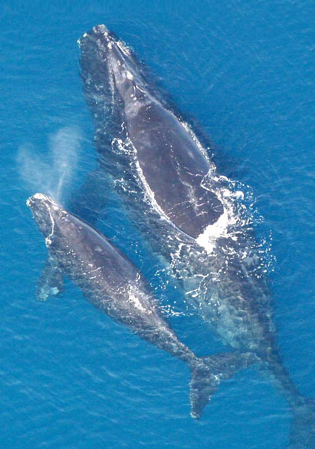 whale with baby whale