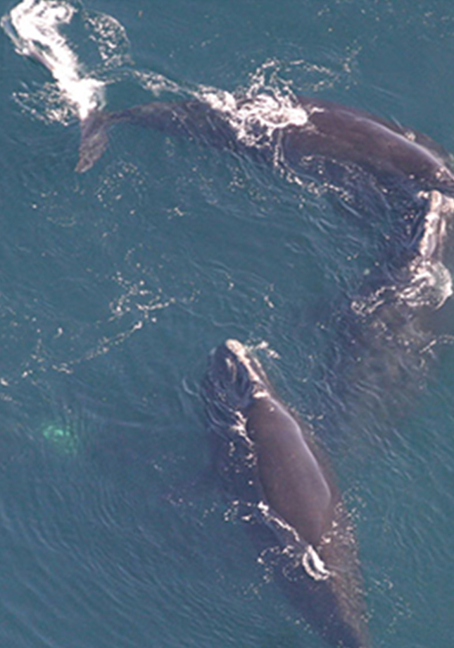 right whale family