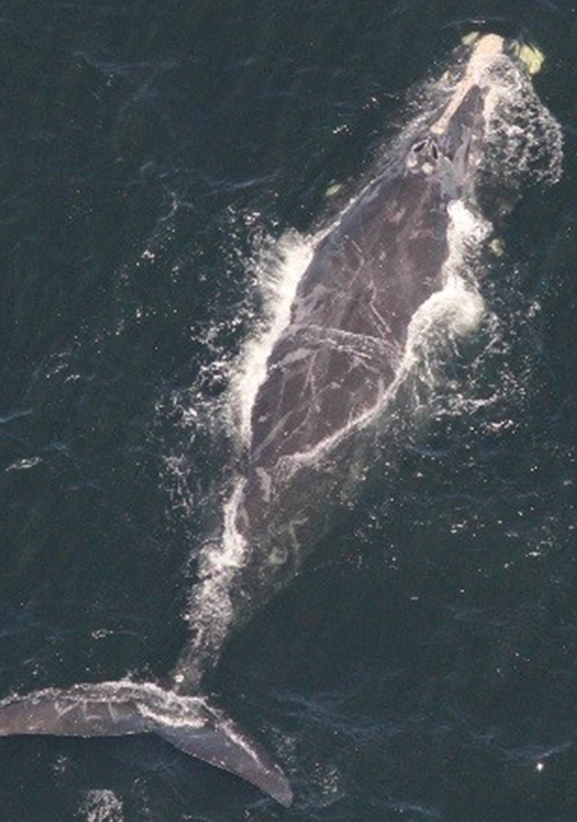 right whale