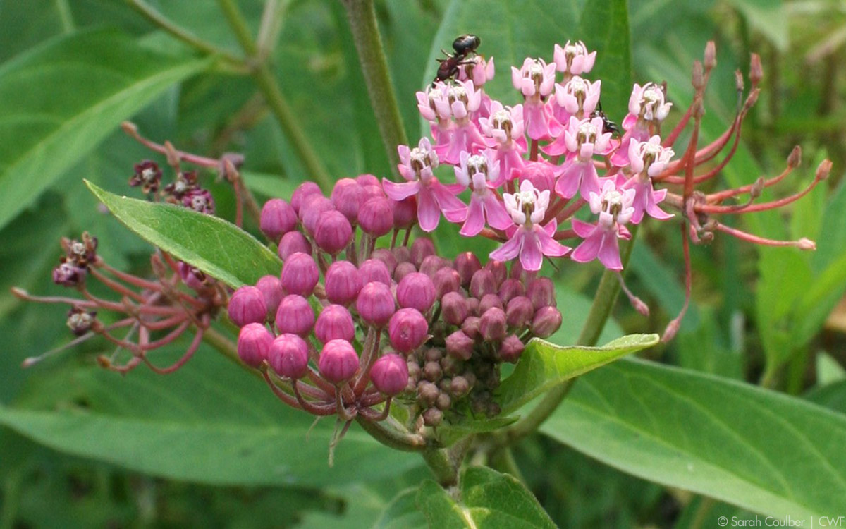 Canadian Wildlife Federation: Milkweed